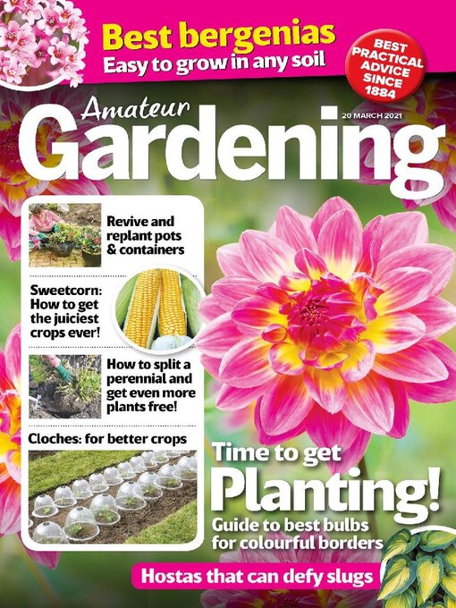 Amateur gardening cover image
