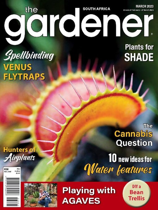 Agapanthus 'Brilliant Blue'  BBC Gardeners World Magazine