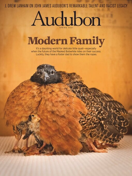 Audubon magazine cover image