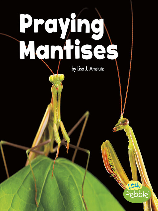 Libby - Praying Mantises