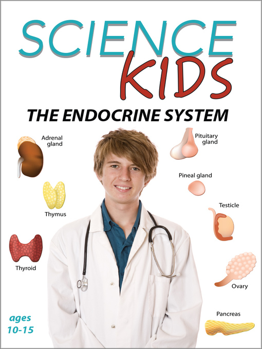 endocrine system function for kids