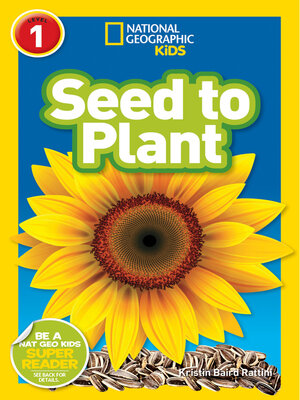 plant beans seeds Provider Bush Bean (50 Days)