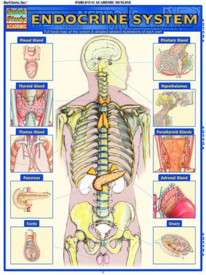 Endocrine System By Barcharts Inc Overdrive Rakuten - 