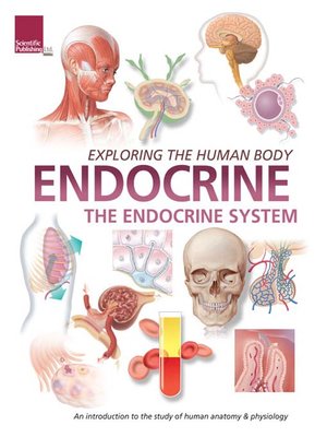 Endocrine System By Barcharts Inc Overdrive Rakuten - 